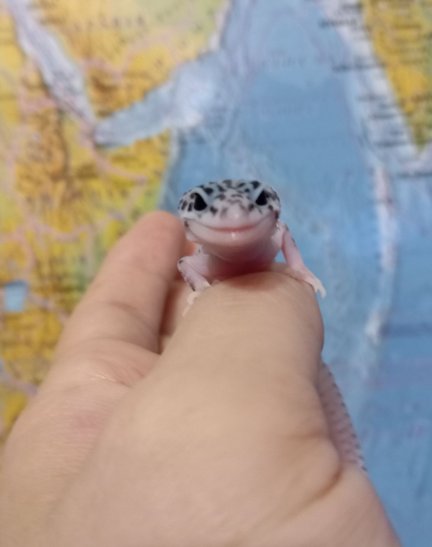 Леопардовый геккон