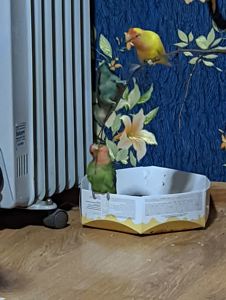 нерозлучник (Дієго)