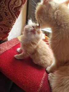 Сяюче-золотаве кошенятко