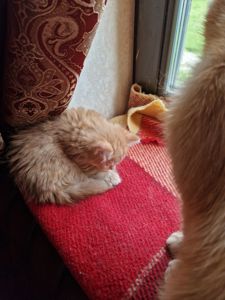 Сяюче-золотаве кошенятко