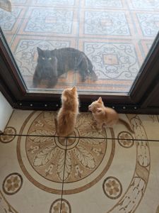 Сяюче-золотаве кошенятко