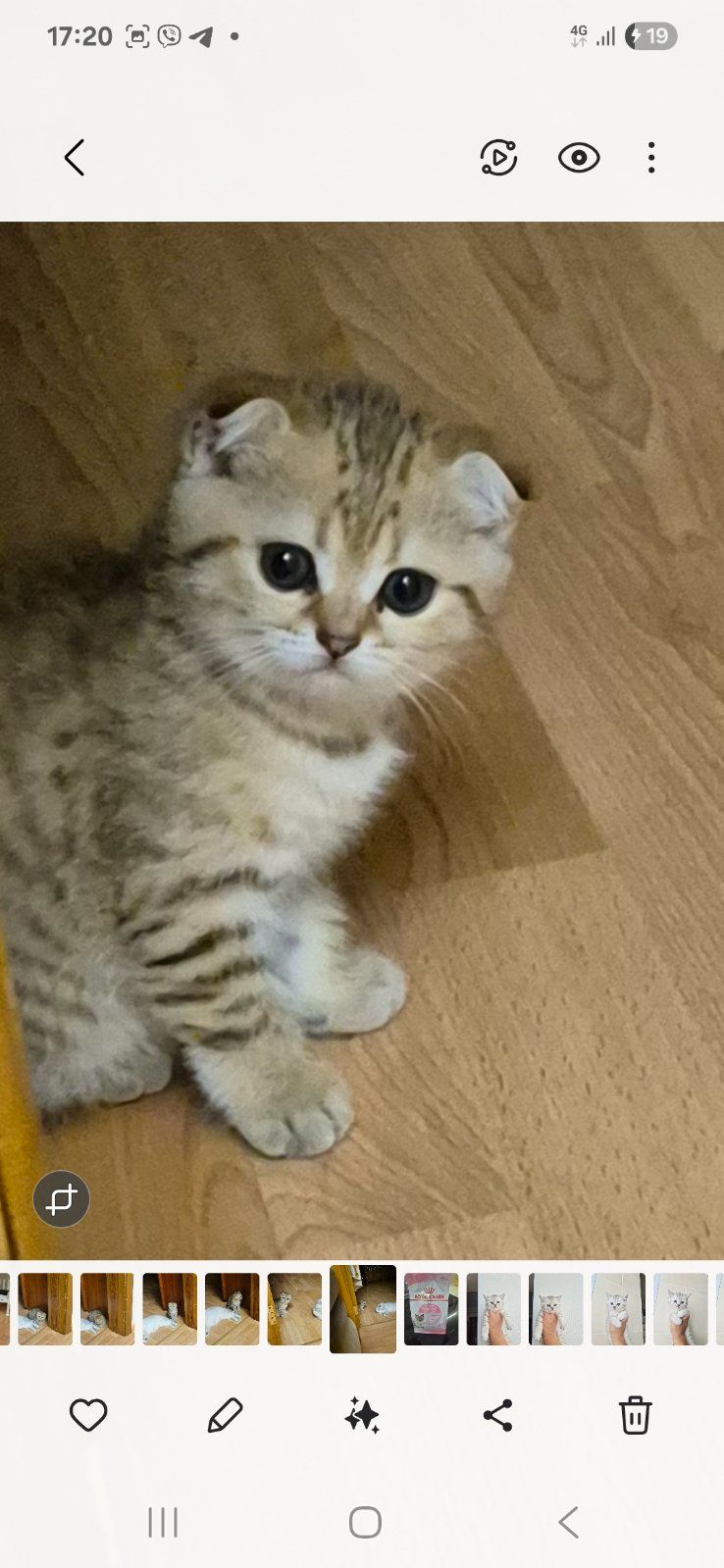 Шотландка