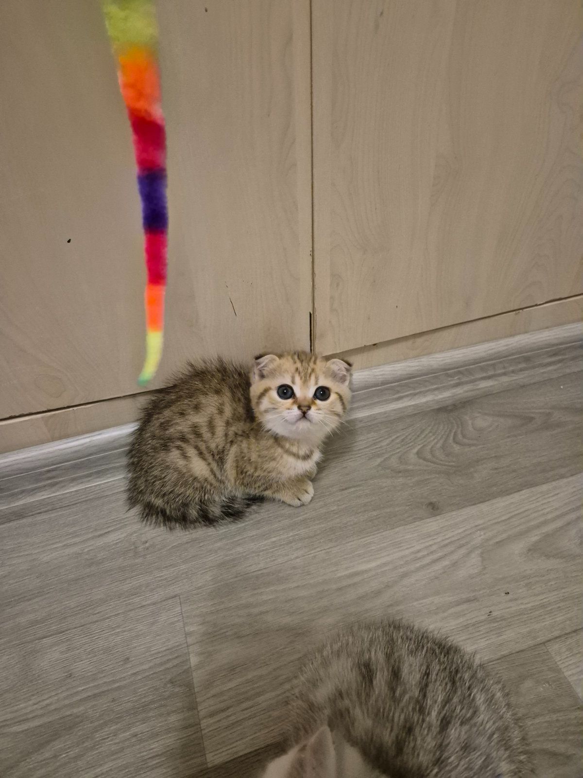 Шотландка