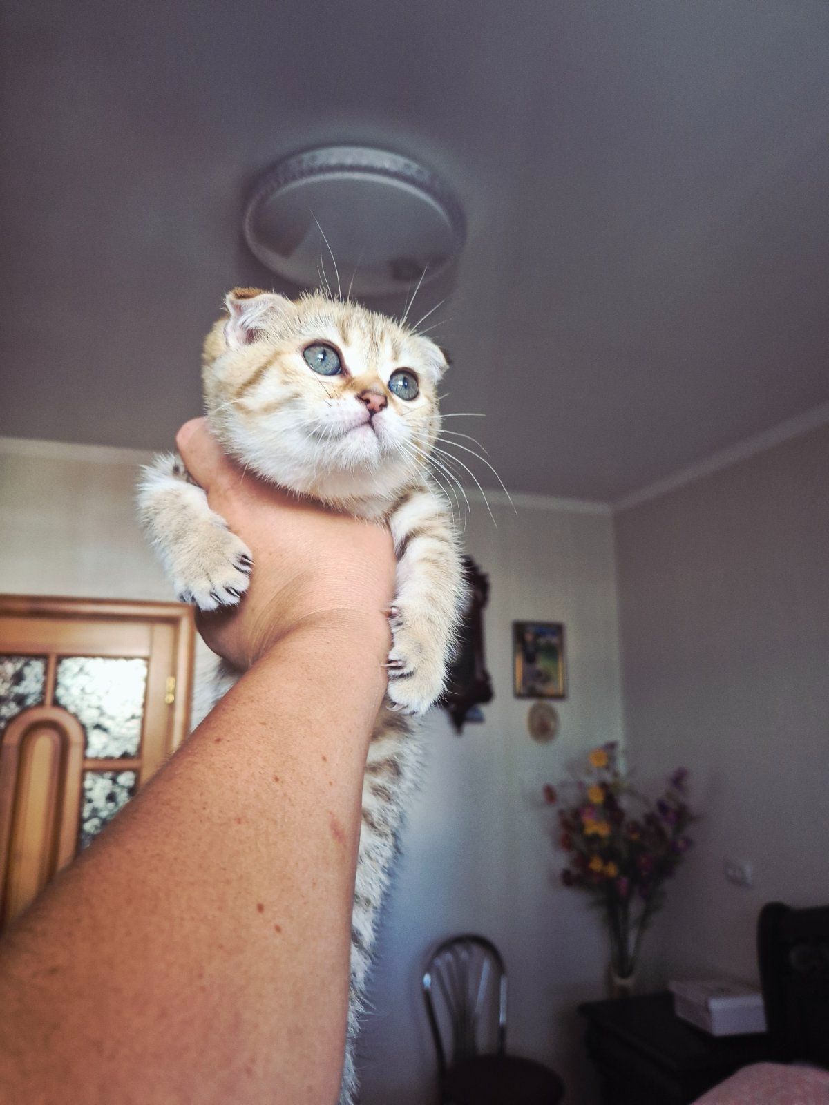 Шотландка