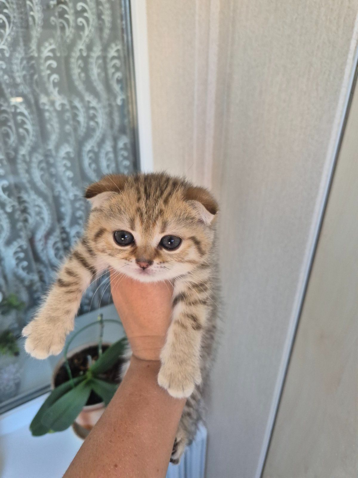 Шотландка