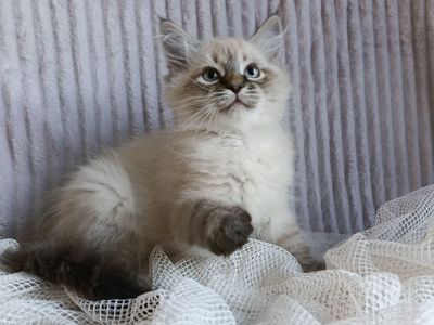Милий клубний невський маскарадний хлопчик Alshain