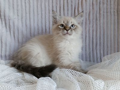 Милий клубний невський маскарадний хлопчик Alshain