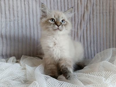 Милий клубний невський маскарадний хлопчик Alshain