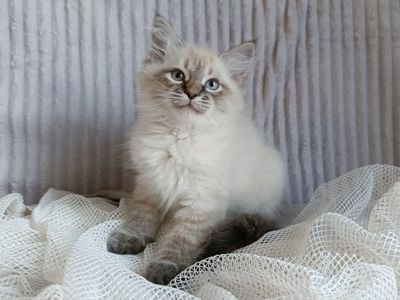 Милий клубний невський маскарадний хлопчик Alshain