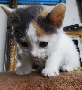 Кошенята