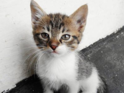 Кошенята