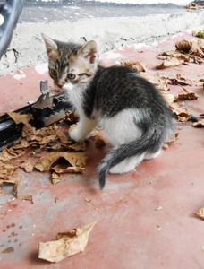 Кошенята