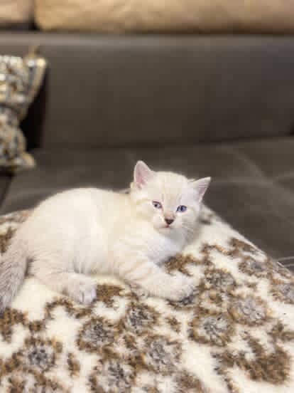 Котята Шотландские