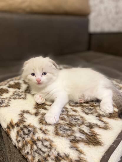 Котята Шотландские