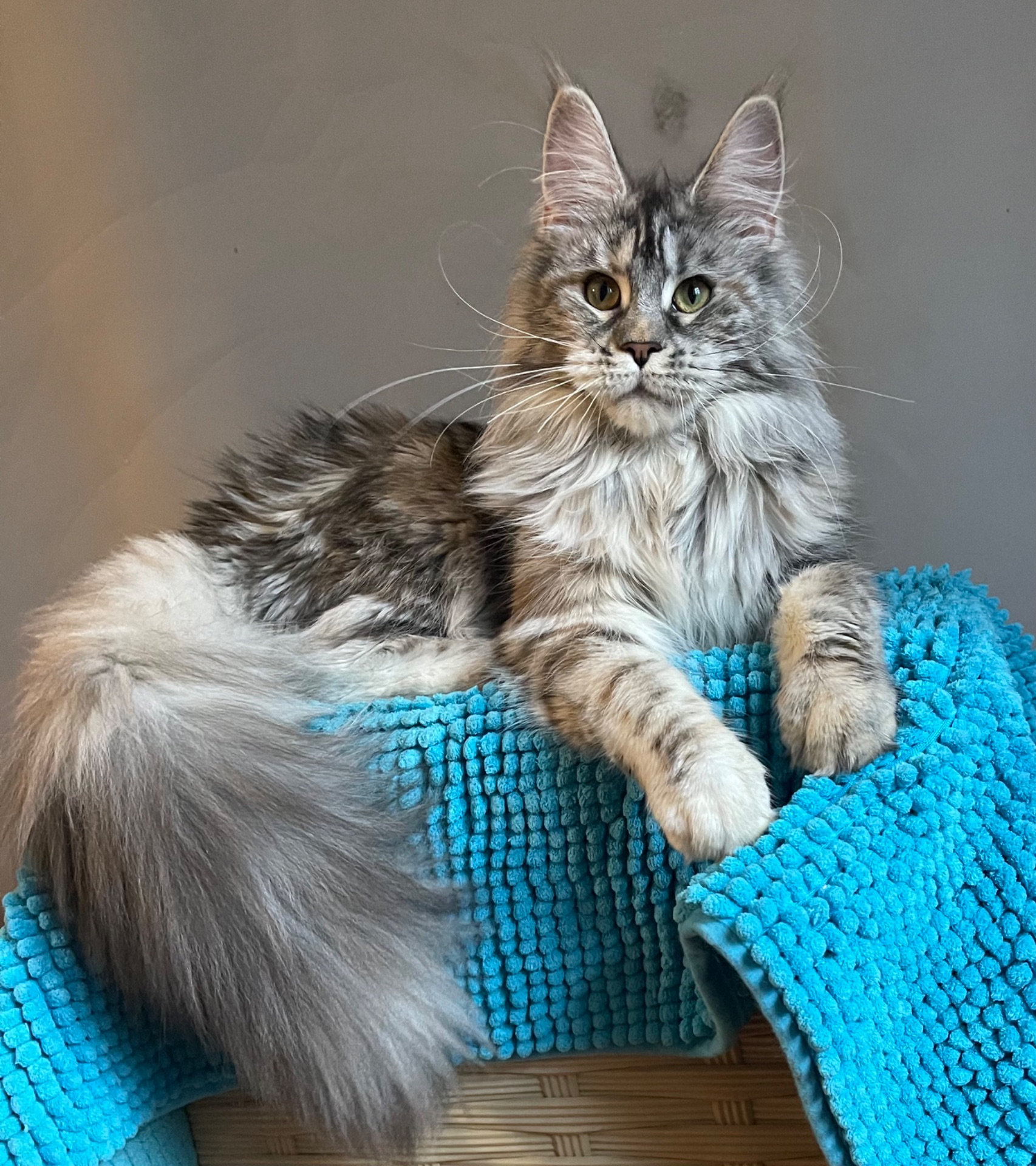 Кошечка Мейн Кун