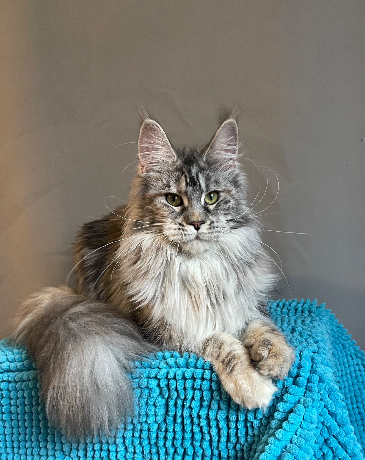 Кошечка Мейн Кун