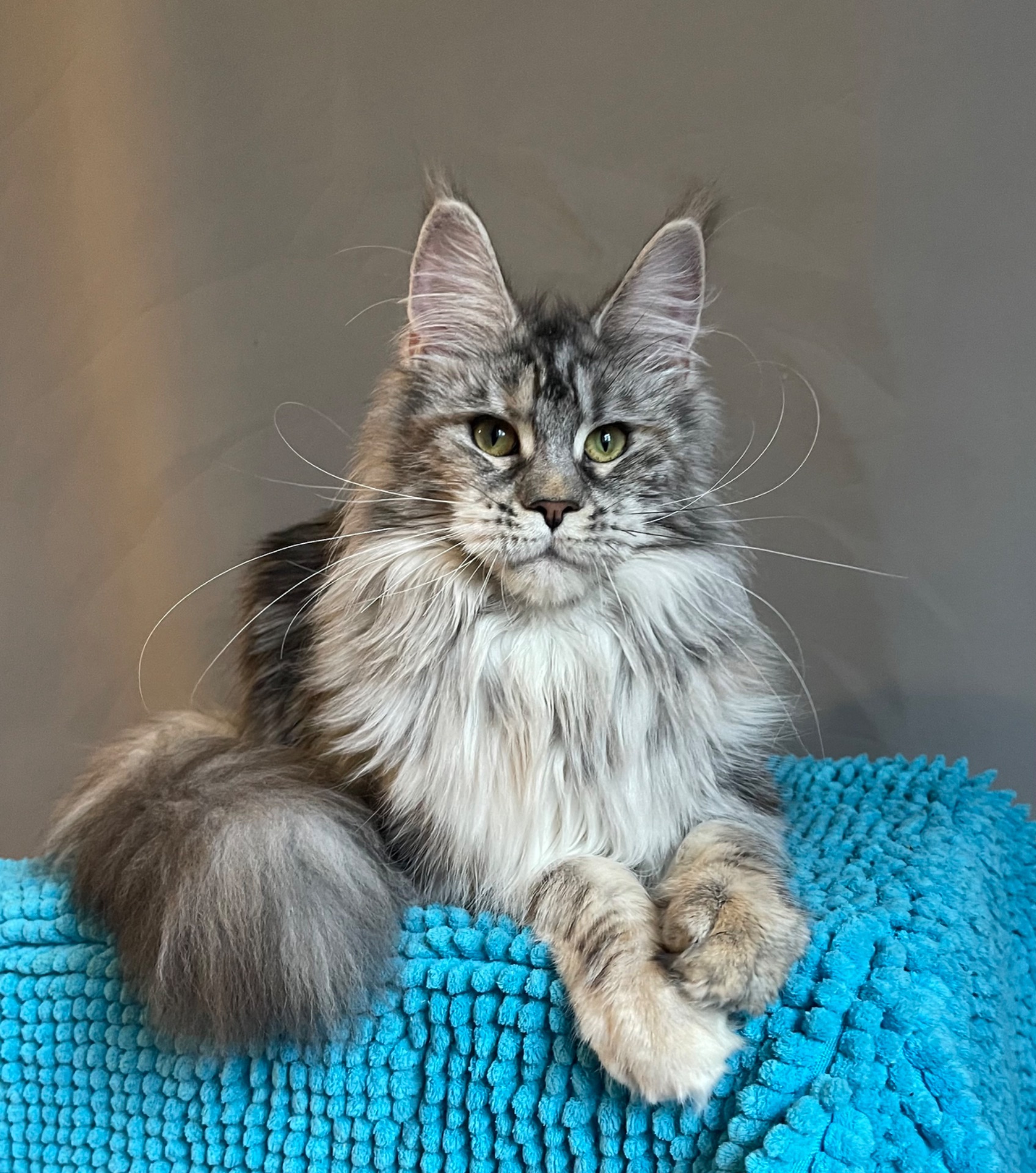 Кошечка Мейн Кун