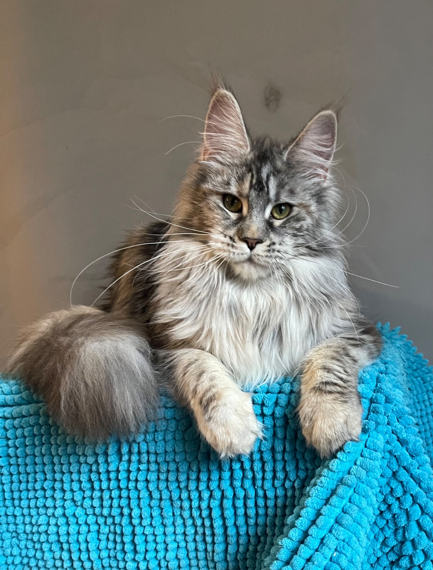 Кошечка Мейн Кун