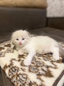 Котята Шотландские
