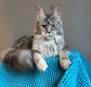 Кошечка Мейн Кун