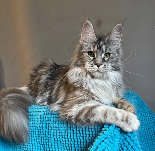 Кошечка Мейн Кун