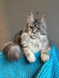Кошечка Мейн Кун