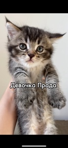 Шотландская девочка Прада черная шиншилла