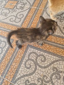 Кото Оберіг Вашої оселі