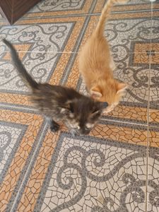 Кото Оберіг Вашої оселі