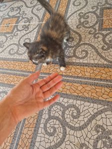 Кото Оберіг Вашої оселі