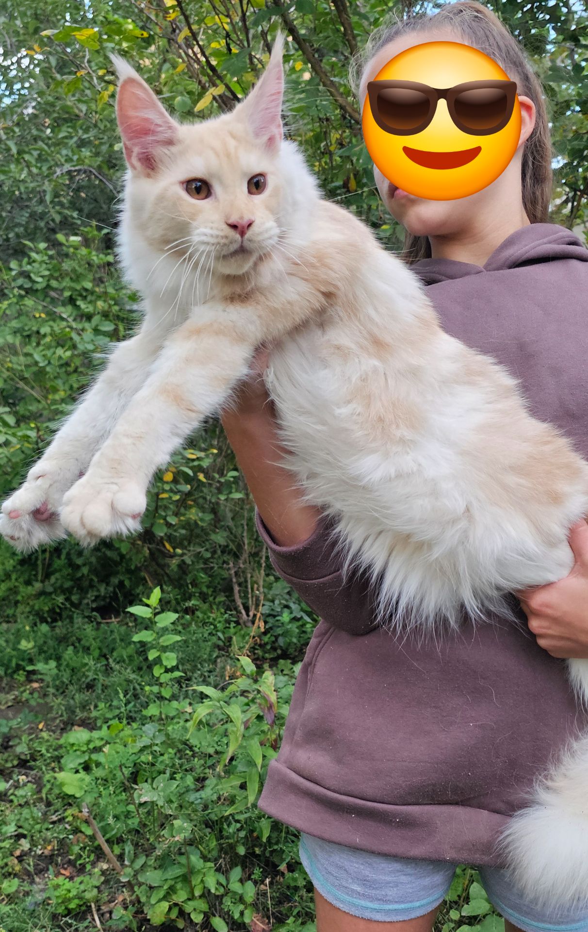 Огромный мальчик мейн кун