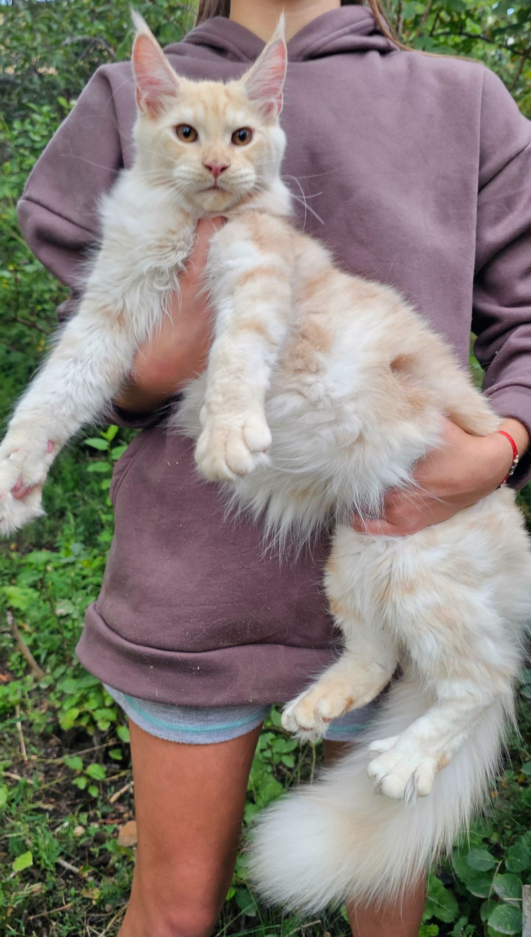 Огромный мальчик мейн кун