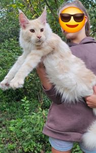 Огромный мальчик мейн кун