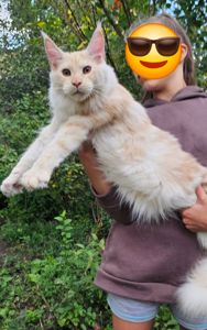 Огромный мальчик мейн кун