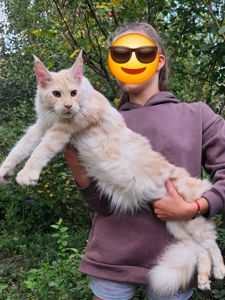 Огромный мальчик мейн кун