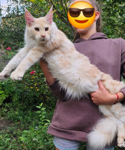 Огромный мальчик мейн кун