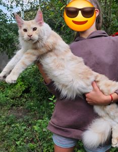 Огромный мальчик мейн кун