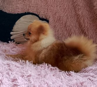 Померанский шпиц мальчик мини 6,5 месяцев