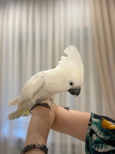 Белохохлый какаду