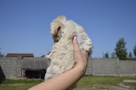 Цуценята Мальтіпу