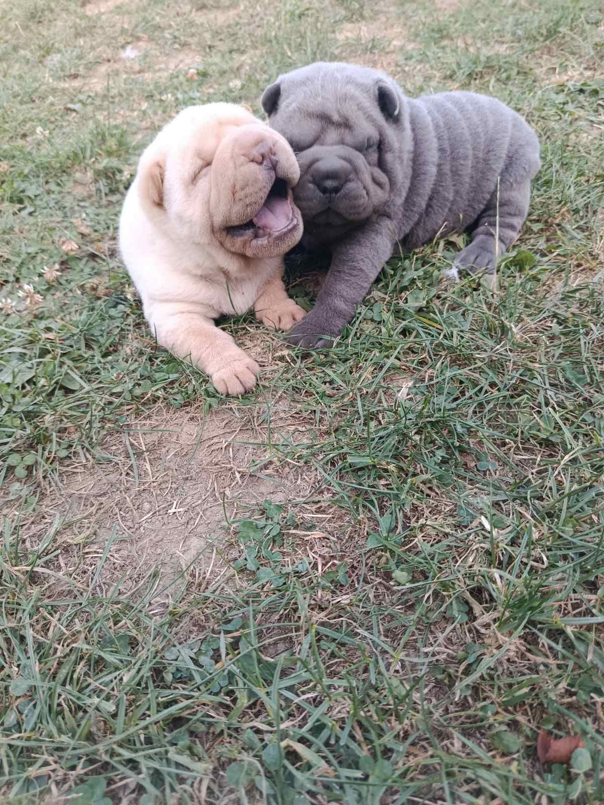 Чарівні цуценята породи Шарпей 🐾