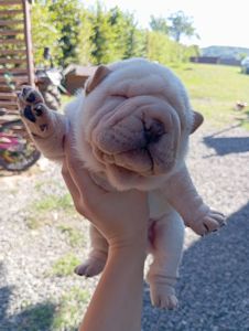 Чарівні цуценята породи Шарпей 🐾