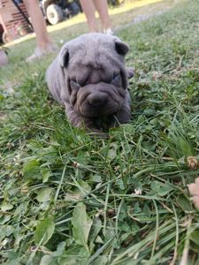 Чарівні цуценята породи Шарпей 🐾