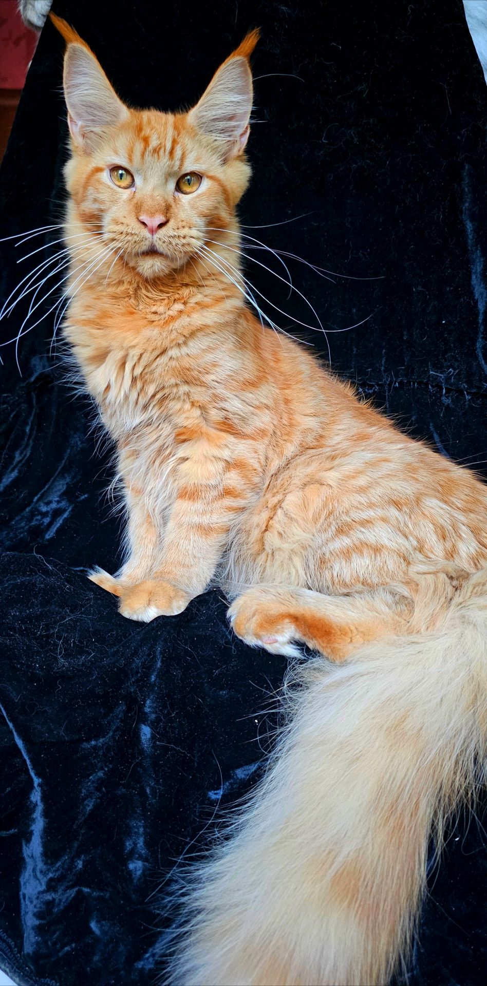 Абрикос мальчик мейн кун