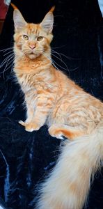 Абрикос мальчик мейн кун