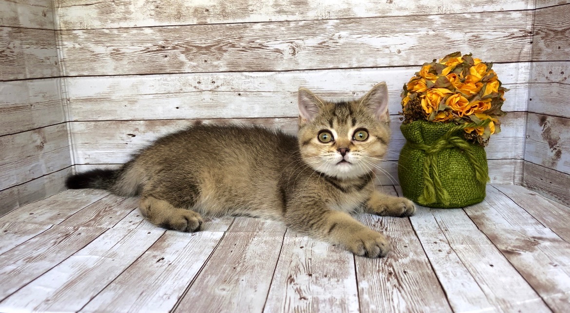 Британские клубные котята