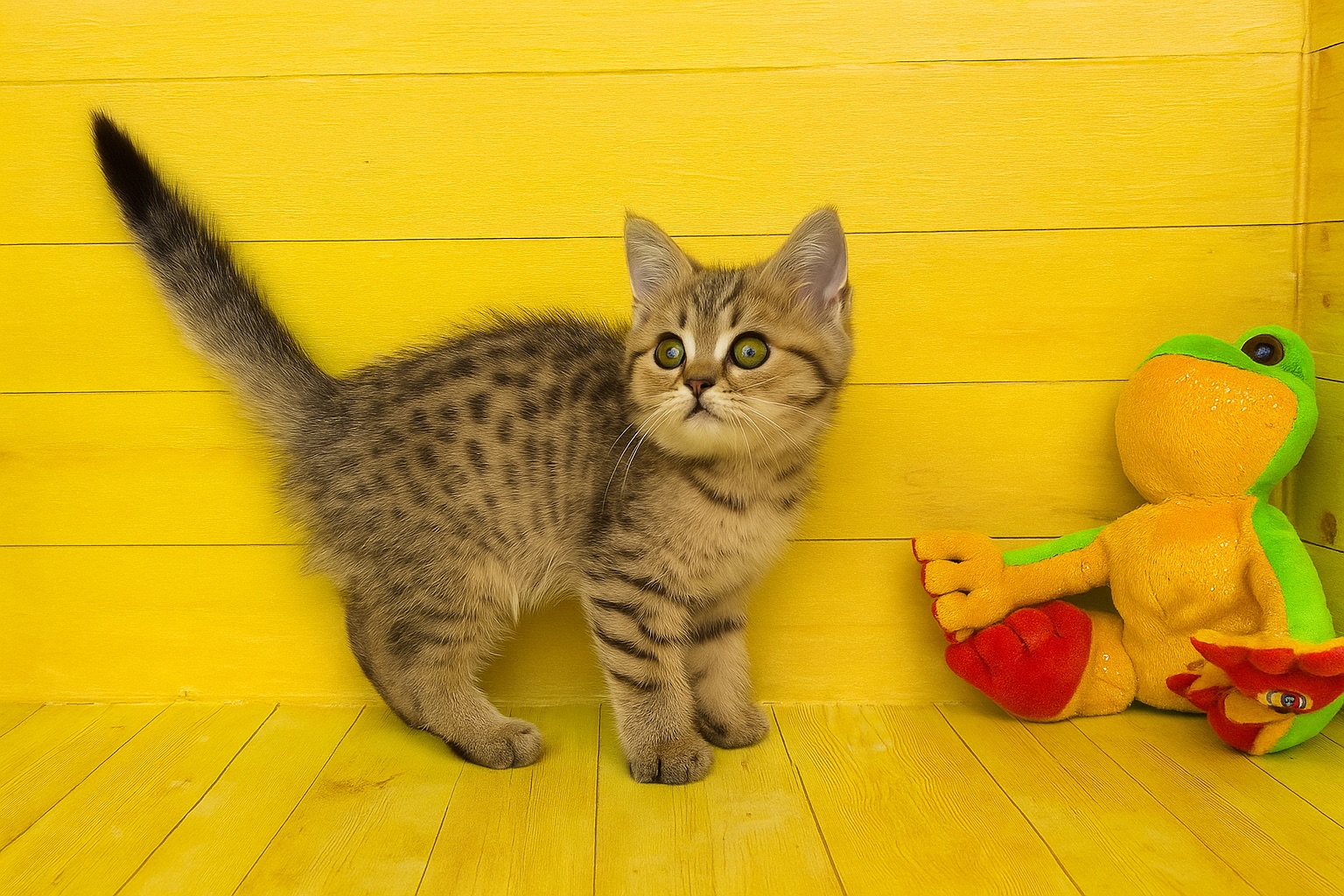 Британские клубные котята