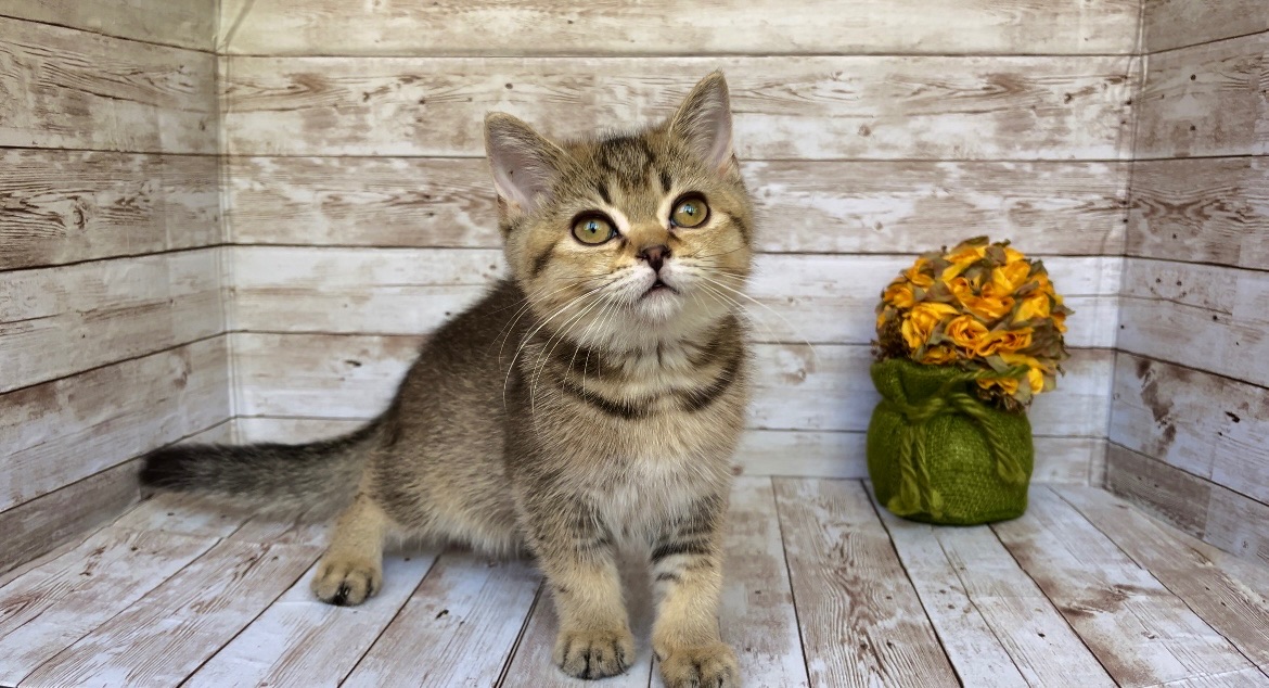 Британские клубные котята