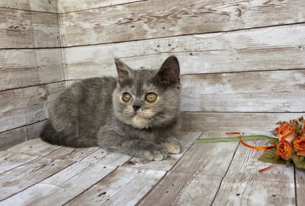 Британские клубные котята