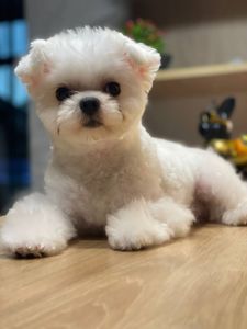 Корейский мальтез
